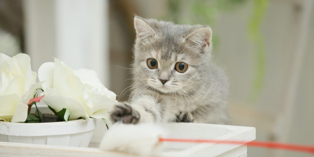 たろう